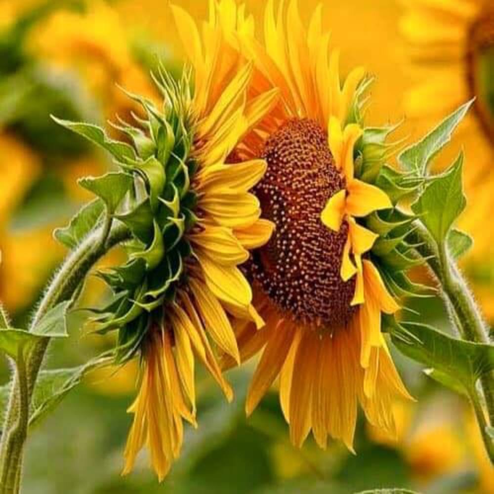 Meet your Posher, Jane